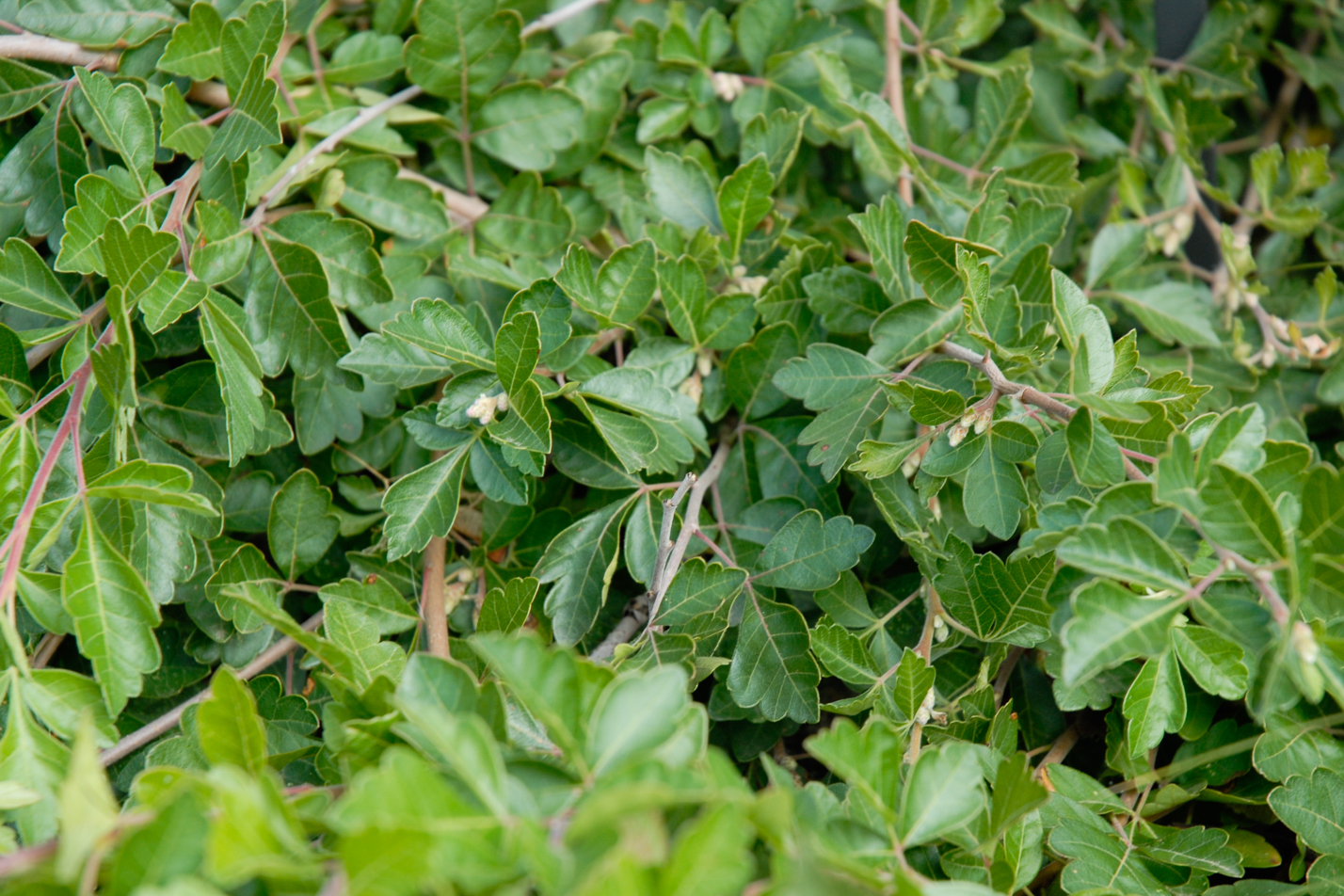 Creeping Three-Leaf Sumac